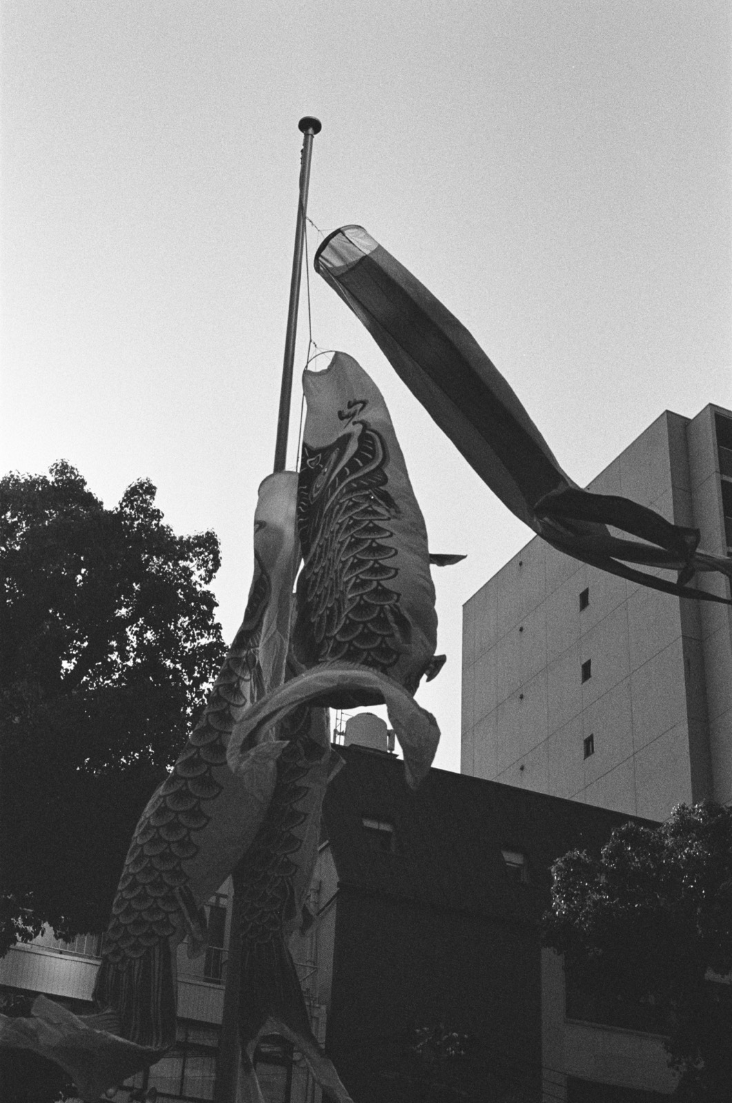 Koinobori carp streamers against the sky, Japan — black and white film